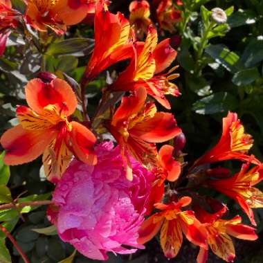 Alstroemeria 'Tesronto' (Summer Paradise Series) syn. Alstroemeria 'Indian Summer'