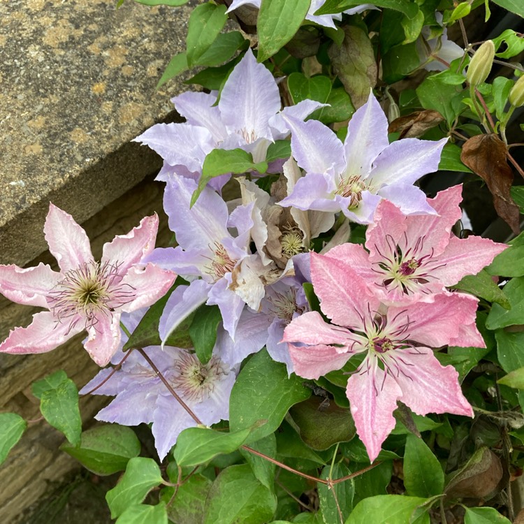 plant image 1601092 plant image 1601092