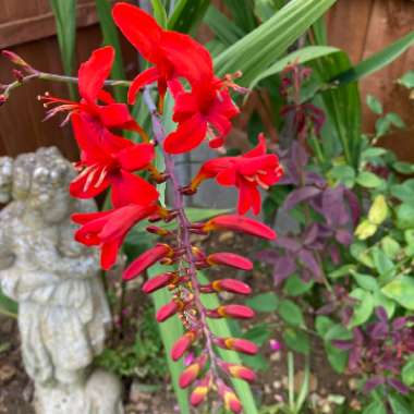 Crocosmia 'Lucifer'