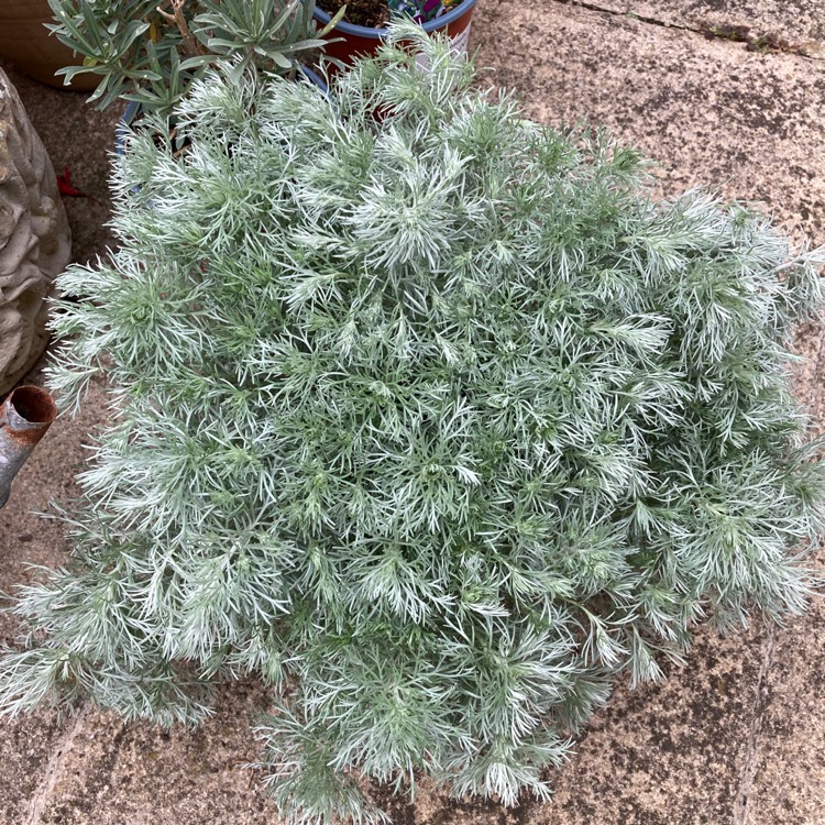 Plant image Artemisia schmidtiana 'Nana'