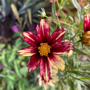 Coreopsis 