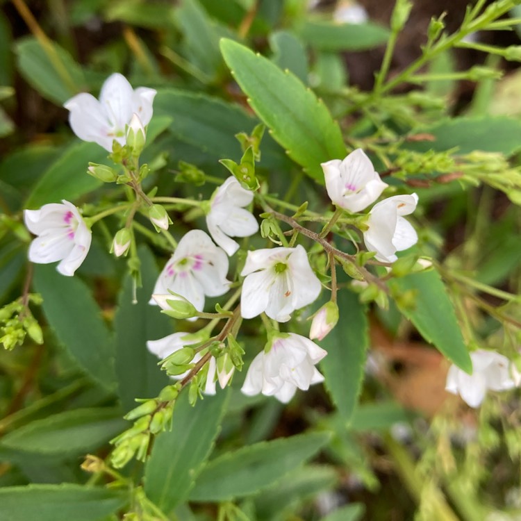plant image 1628894 plant image 1628894