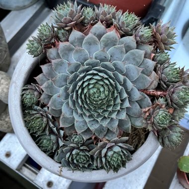 Sempervivum Lilac Time