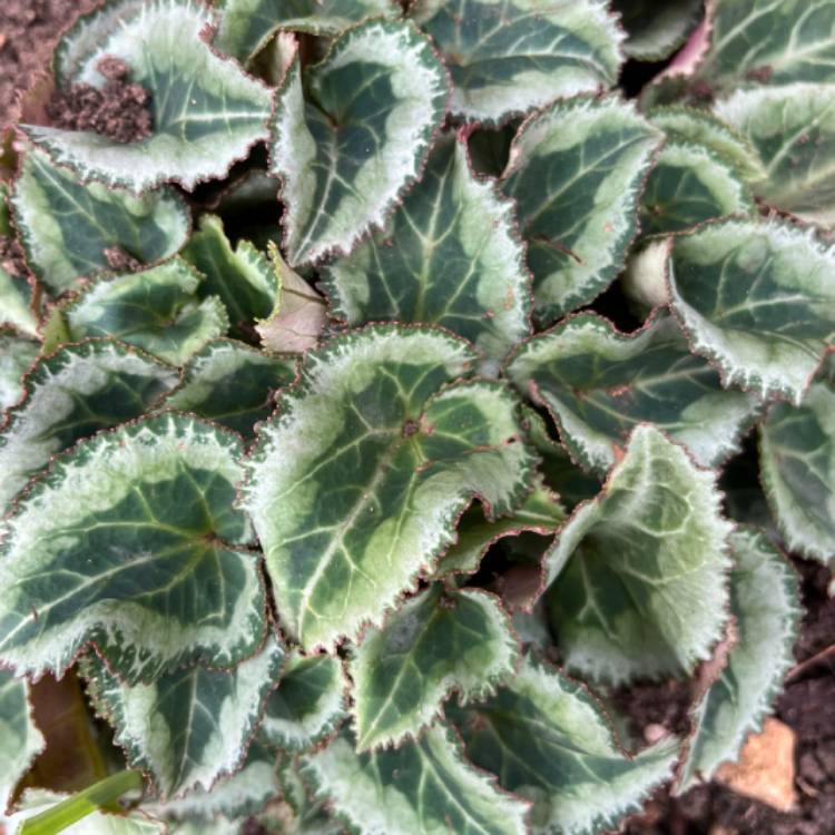 plant image 1637853 plant image 1637853