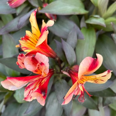 Alstroemeria 'Tesronto' (Summer Paradise Series) syn. Alstroemeria 'Indian Summer'