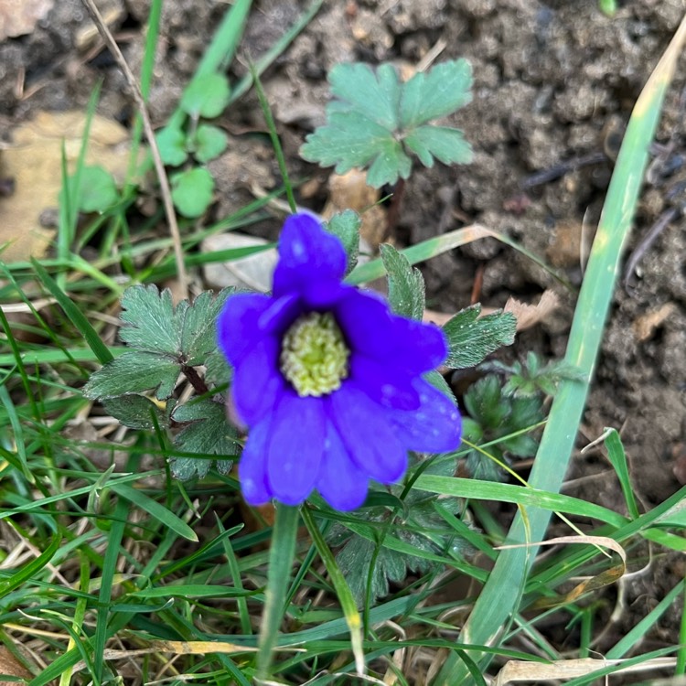 plant image 1646315