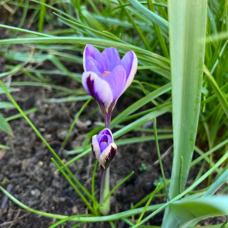 plant image 1648442