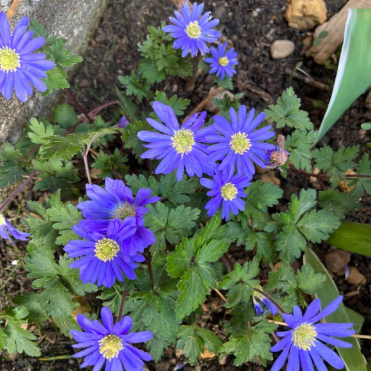 plant image 1653347