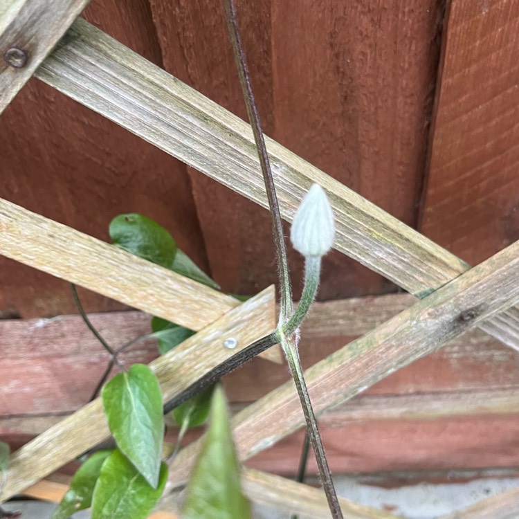 plant image 1654319