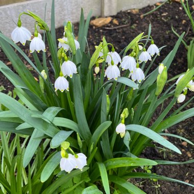 Leucojum aestivum 'Gravetye Giant'