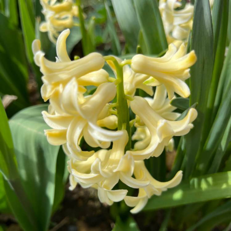 plant image 1654993
