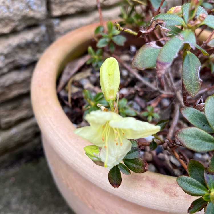Plant image Rhododendron 'Wren'