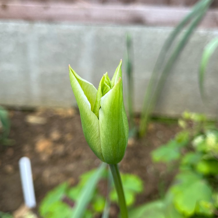 plant image 1659579 plant image 1659579