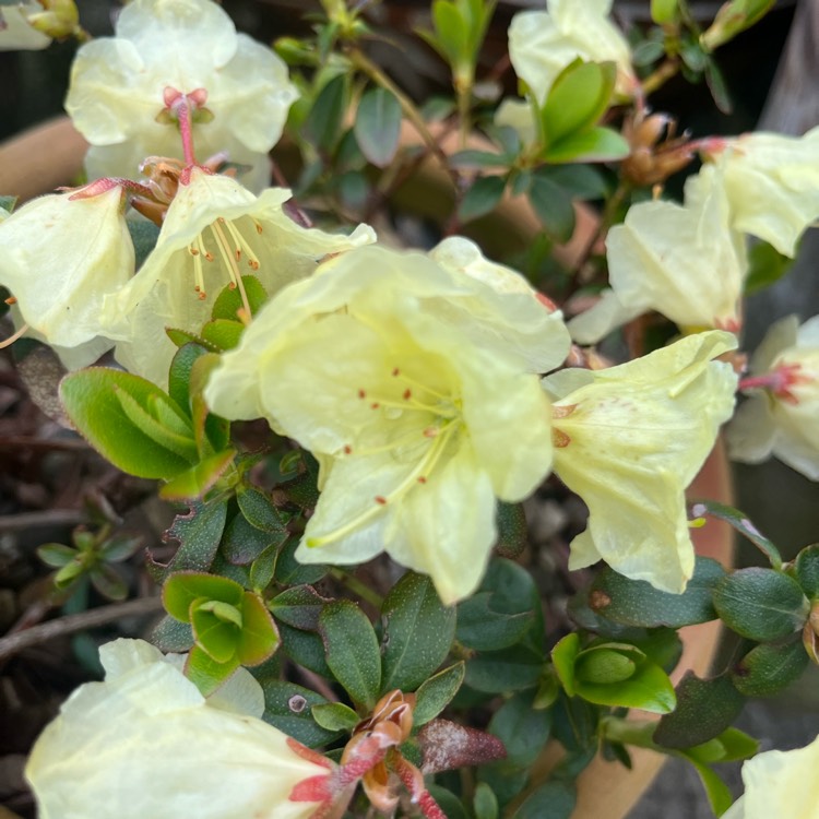 plant image 1660533 plant image 1660533