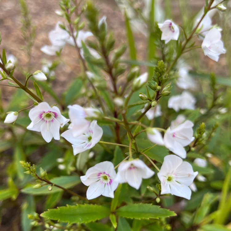 plant image 1667575 plant image 1667575