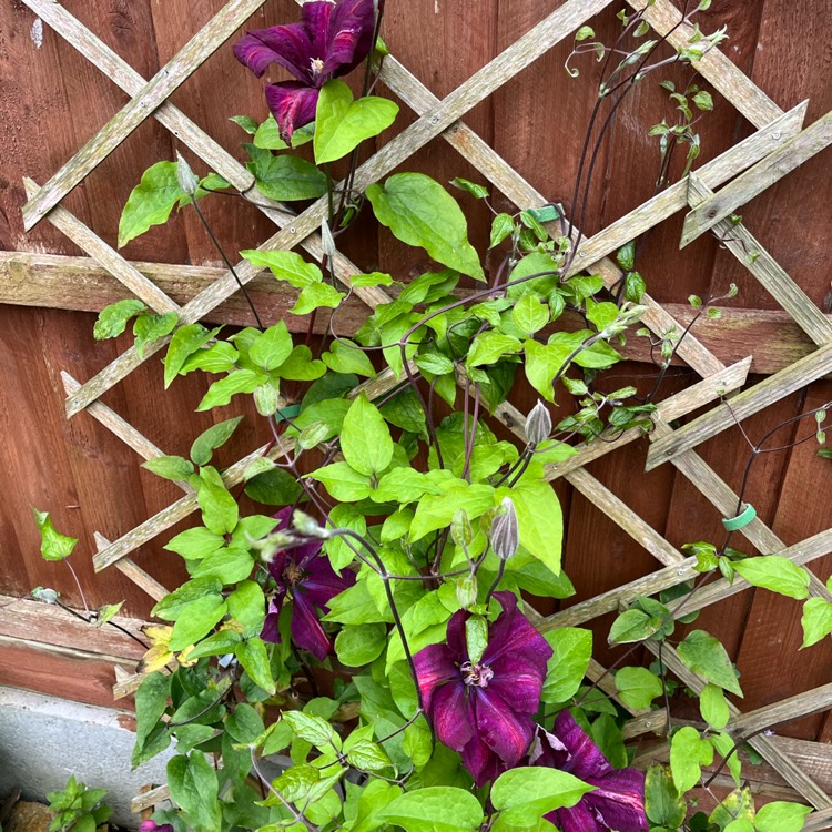 plant image 1668242