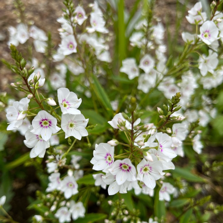 plant image 1670833 plant image 1670833