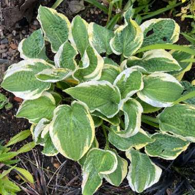 Hosta 'Wide Brim'