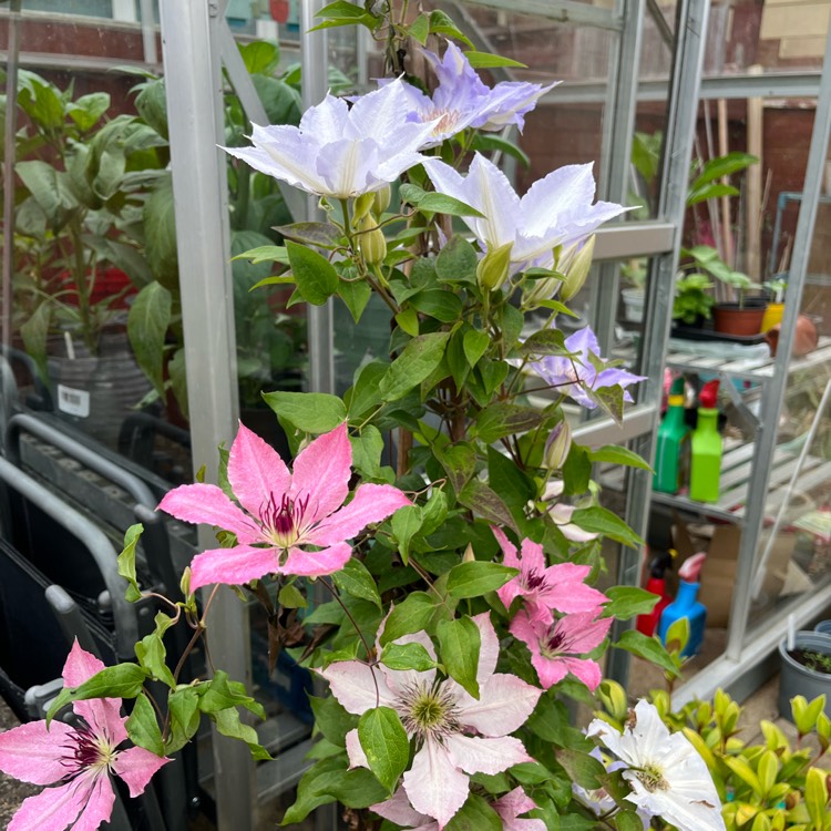 plant image 1674521 plant image 1674521