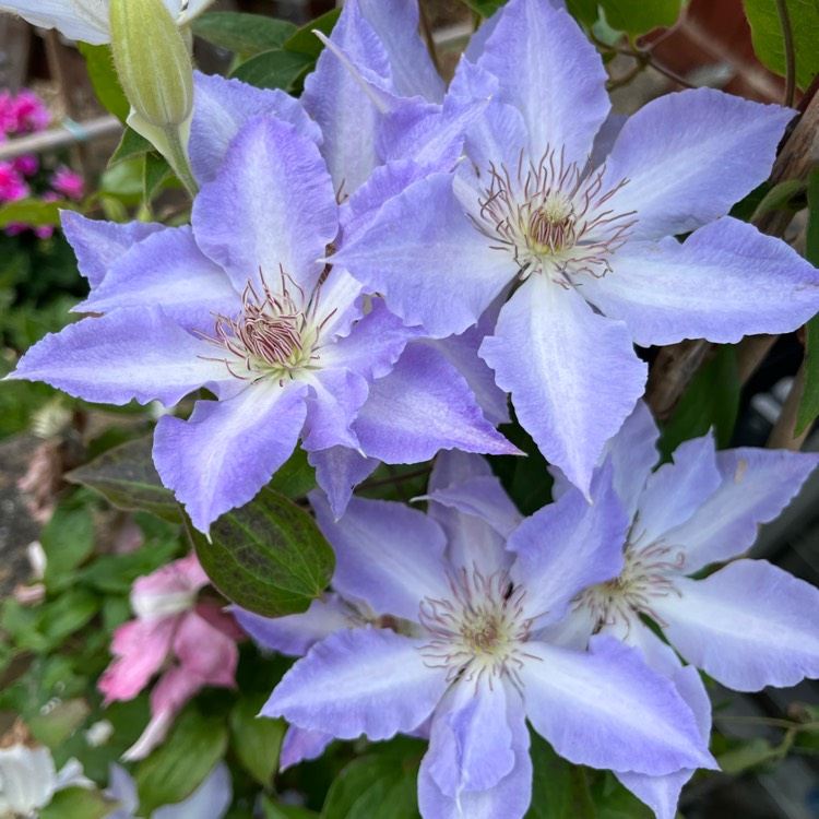 plant image 1674972 plant image 1674972