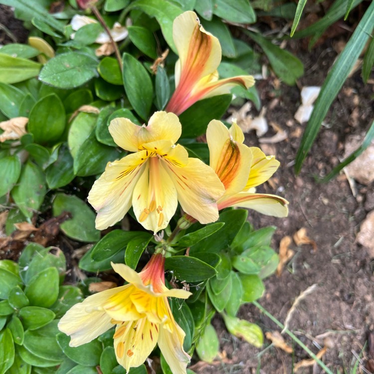 plant image 1675547 plant image 1675547