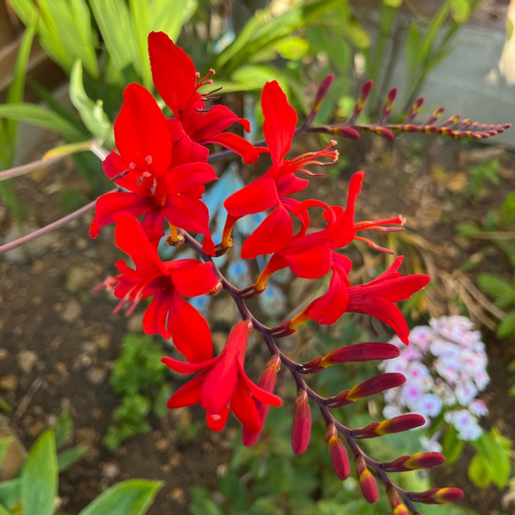 plant image 1677190 plant image 1677190