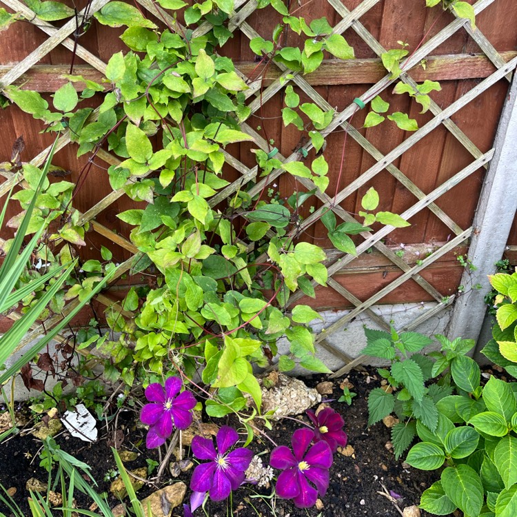 plant image 1680095