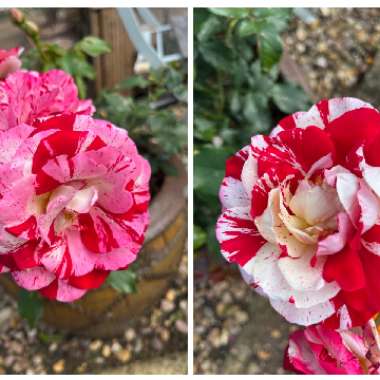 Rosa 'Wekgobnez' syn. Rosa 'Rock And Roll', Rosa 'Coeur De Rockeur'