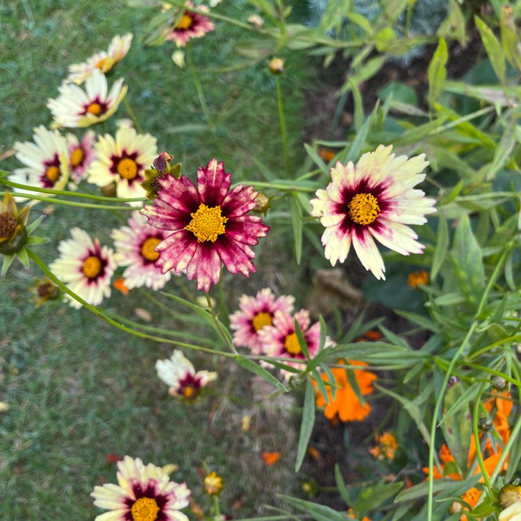 plant image 1686091 plant image 1686091