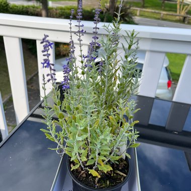Salvia yangii 'Blue Steel' syn. Perovskia atriplicifolia 'Blue Steel'