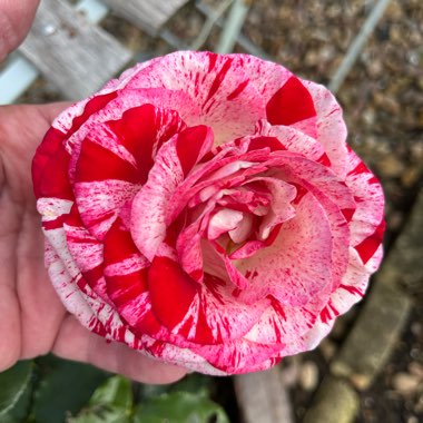Rosa 'Wekgobnez' syn. Rosa 'Rock And Roll', Rosa 'Coeur De Rockeur'