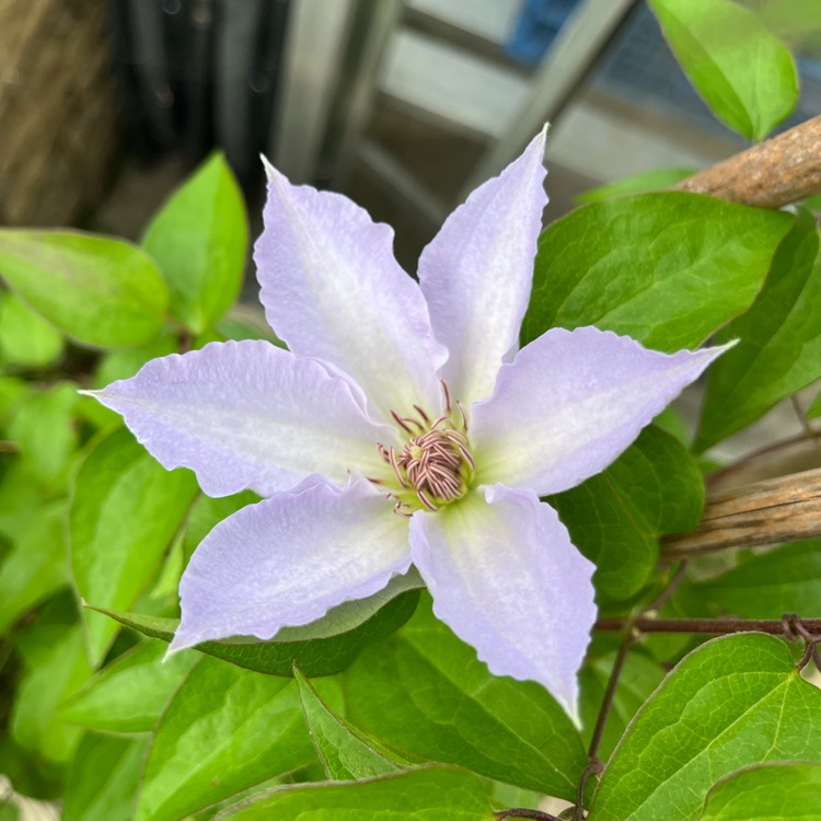 plant image 1689908 plant image 1689908