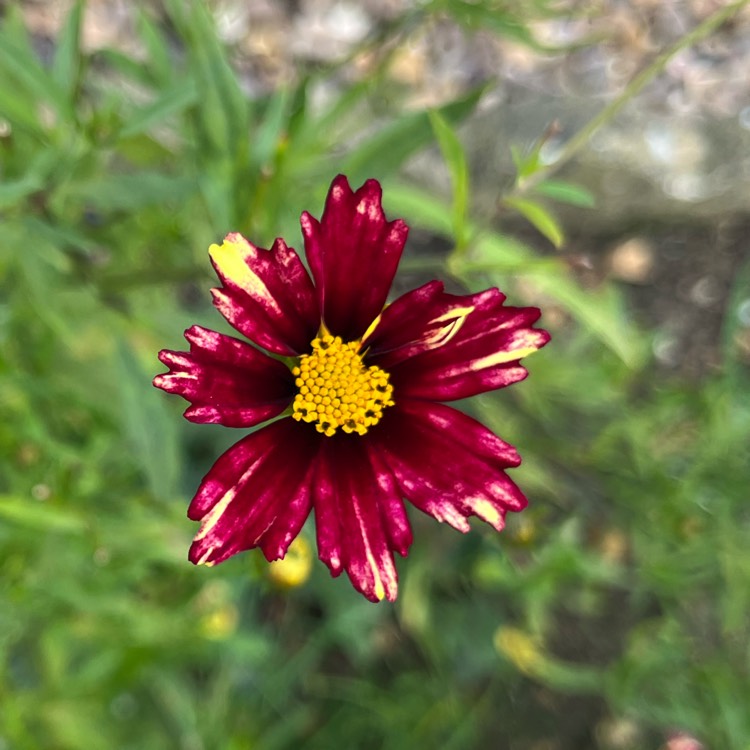 plant image 1690572 plant image 1690572