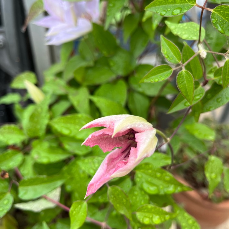 plant image 1690872 plant image 1690872