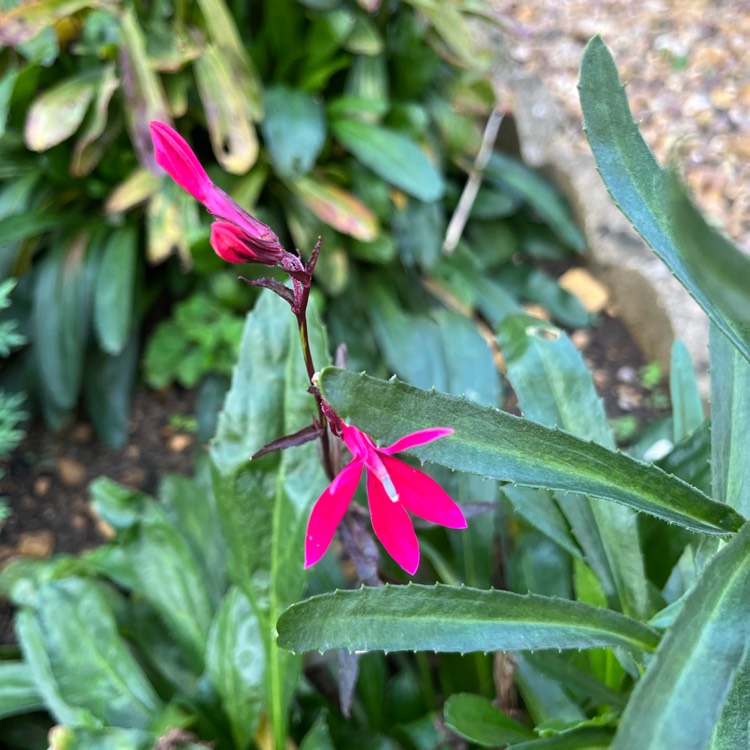 plant image 1692652
