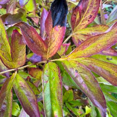 Peony 'Festiva Maxima' (Herbaceous)
