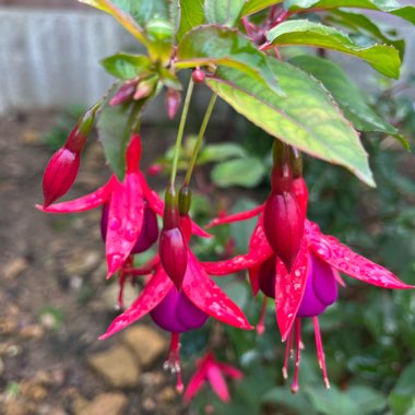 Fuchsia Ringwood Market (Bush)