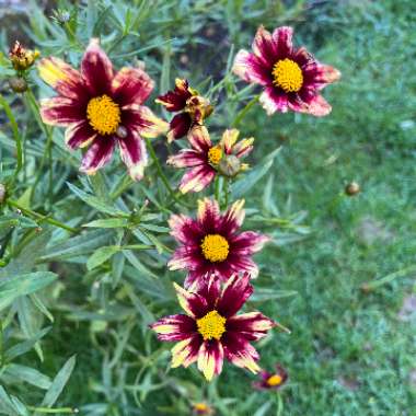 Tickseed Red Shift Big Bang Series
