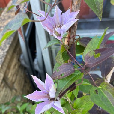 Clematis 'Tranquilite'™