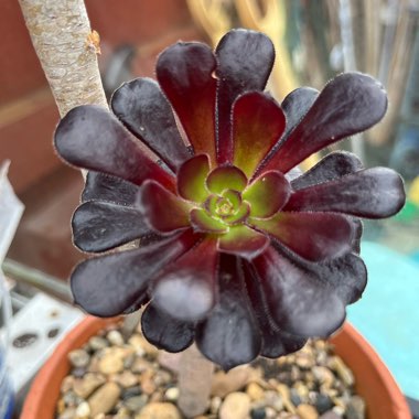 Aeonium 'Zwartkop'