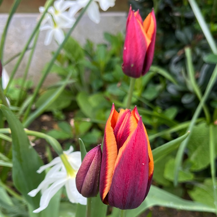 plant image 1704701 plant image 1704701