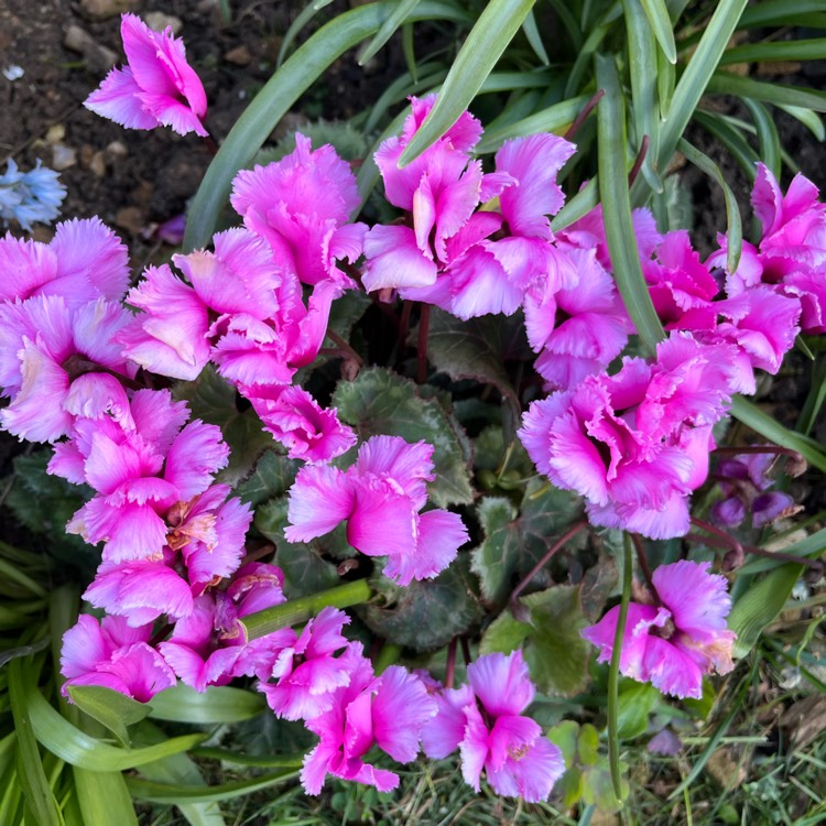 plant image 1705636 plant image 1705636