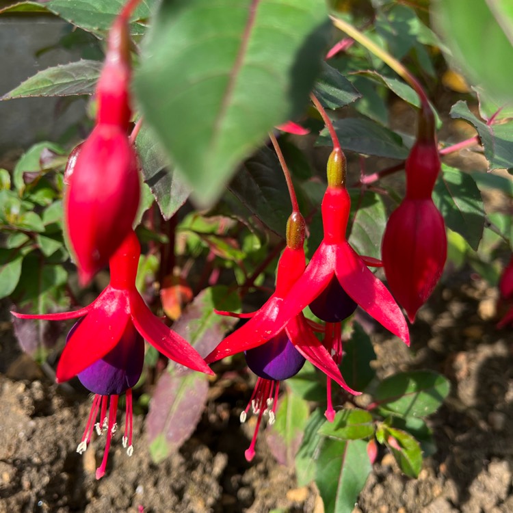 plant image 1720189 plant image 1720189