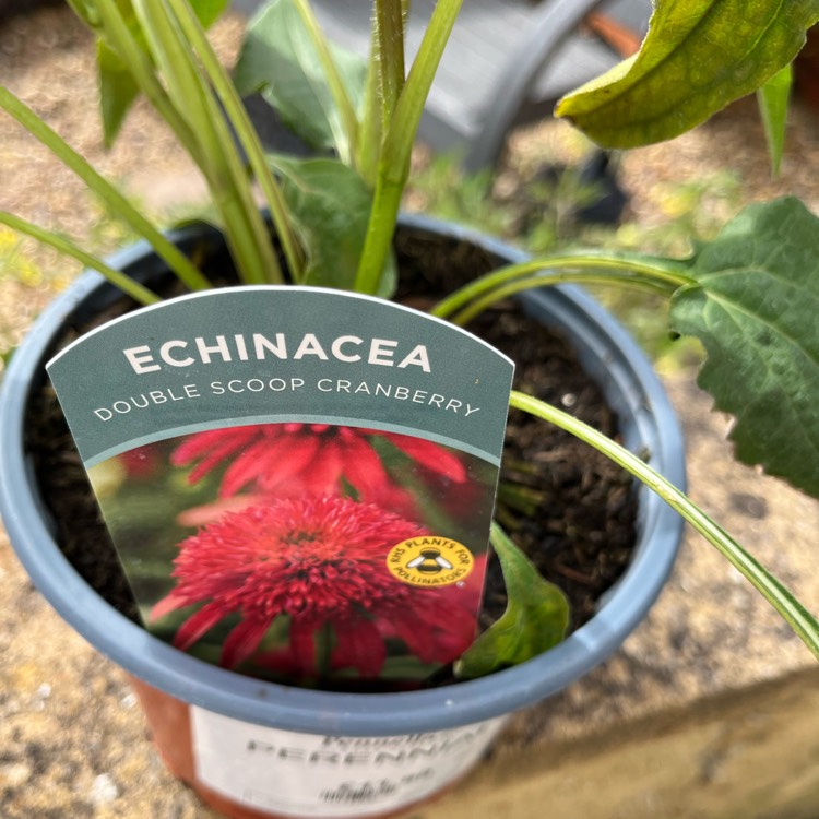Plant image Echinacea 'Balscanery' (Double Scoop Series) syn. Echinacea 'Double Scoop Cranberry'
