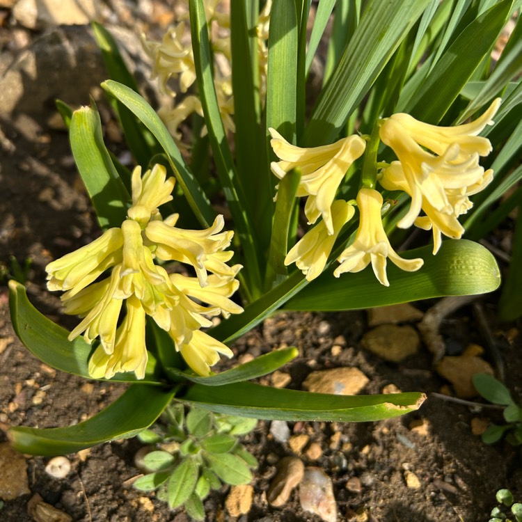 plant image 1731705