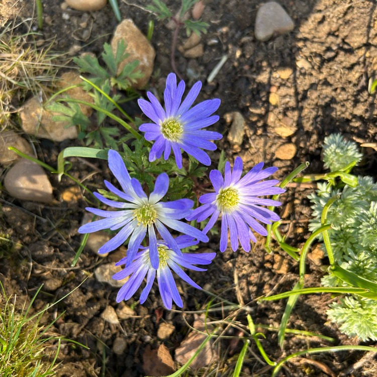 plant image 1731733