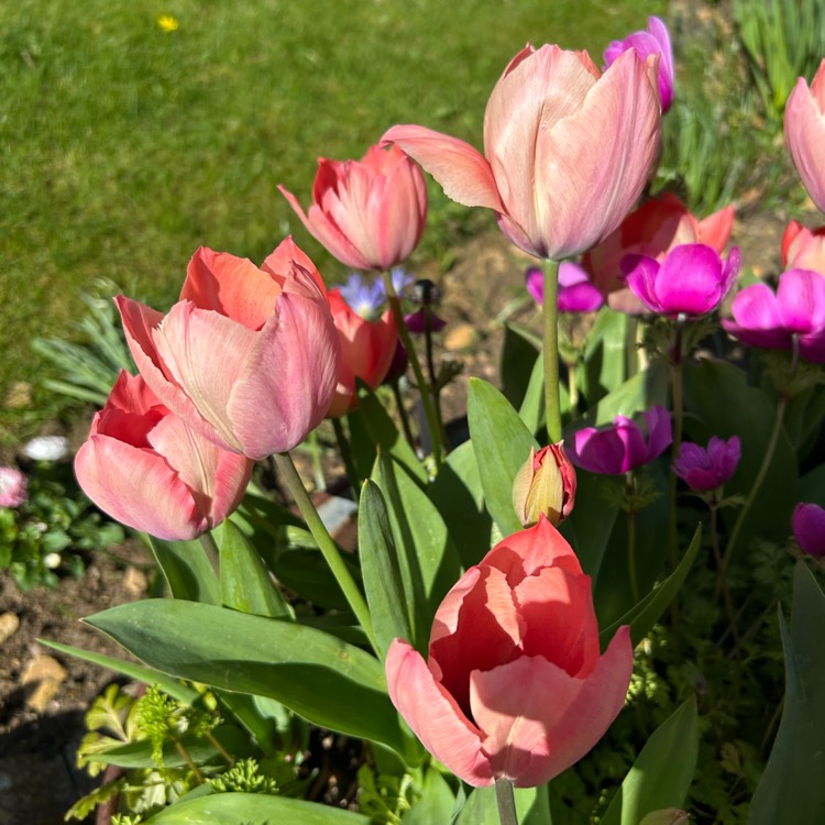 plant image 1731889
