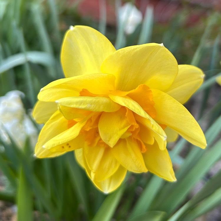 plant image 1731955