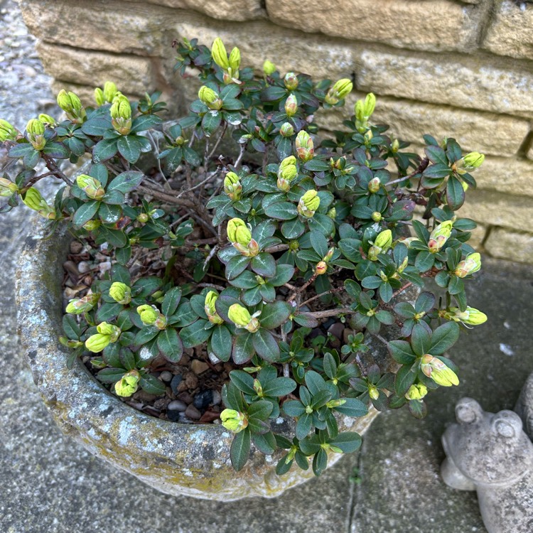 plant image 1732352 plant image 1732352
