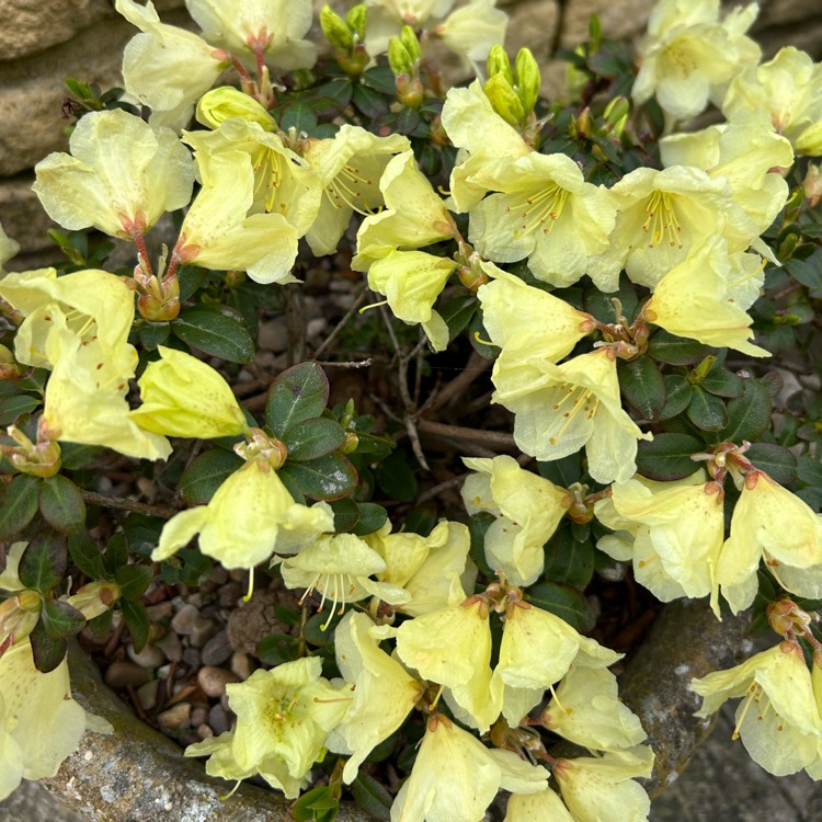 plant image 1732705 plant image 1732705